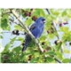 Triumph(R) Calendars Birds Calendar