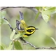 Triumph(R) Calendars Birds Calendar