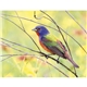 Triumph(R) Calendars Birds Calendar