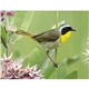 Triumph(R) Calendars Birds Calendar