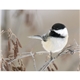 Triumph(R) Calendars Birds Calendar