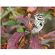 Triumph(R) Calendars Birds Calendar