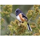 Triumph(R) Calendars Birds Calendar