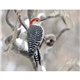 Triumph(R) Calendars Birds Calendar