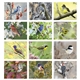 Triumph(R) Calendars Birds Calendar