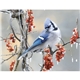 Triumph(R) Calendars Birds Calendar