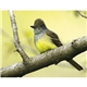 Triumph(R) Calendars Birds Calendar