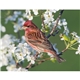 Triumph(R) Calendars Birds Calendar