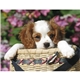 Triumph(R) Calendars Puppies Calendar