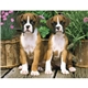 Triumph(R) Calendars Puppies Calendar