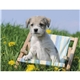 Triumph(R) Calendars Puppies Calendar