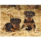 Triumph(R) Calendars Puppies Calendar