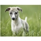 Triumph(R) Calendars Puppies Calendar