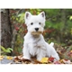 Triumph(R) Calendars Puppies Calendar