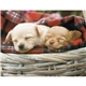 Triumph(R) Calendars Puppies Calendar