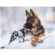 Triumph(R) Calendars Puppies Calendar