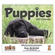 Triumph(R) Calendars Puppies Calendar