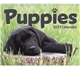 Triumph(R) Calendars Puppies Calendar