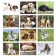 Triumph(R) Calendars Puppies Calendar