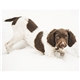 Triumph(R) Calendars Puppies Calendar