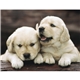 Triumph(R) Calendars Puppies Calendar