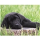 Triumph(R) Calendars Puppies Calendar