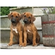 Triumph(R) Calendars Puppies Calendar