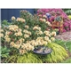 Triumph(R) Calendars Gardens Calendar
