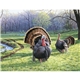 Wildlife Art - Triumph(R) Calendars - Digital