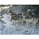 Wildlife Art