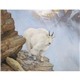 Wildlife Art - Triumph(R) Calendars - Digital