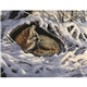 Wildlife Art