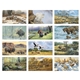 Wildlife Art Calendar