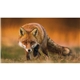 Triumph(R) Calendars North American Wildlife Calendar