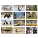 North American Wildlife Calendar
