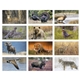 Triumph(R) Calendars North American Wildlife Calendar