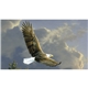 Triumph(R) Calendars Wildlife Art by the Hautman Brothers Calendar
