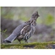 Good Value(TM) Wildlife Portraits - Spiral Calendar