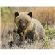 Good Value(TM) Wildlife Portraits - Spiral Calendar
