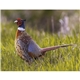 Good Value(TM) Wildlife Portraits - Spiral Calendar