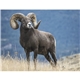 Good Value(TM) Wildlife Portraits - Spiral Calendar