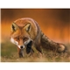 Good Value(TM) Wildlife Portraits - Spiral Calendar