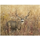 Good Value(TM) Wildlife Portraits - Spiral Calendar