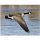 Good Value(TM) Wildlife Portraits - Spiral Calendar