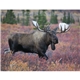 Good Value(TM) Wildlife Portraits - Spiral Calendar
