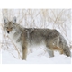Good Value(TM) Wildlife Portraits - Spiral Calendar