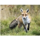 Good Value(TM) Wildlife Portraits - Spiral Calendar