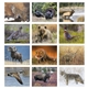 Good Value(TM) Wildlife Portraits - Spiral Calendar