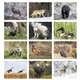 Good Value(TM) Wildlife Portraits - Spiral Calendar