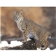 Good Value(TM) Wildlife Portraits - Spiral Calendar
